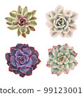 Photo with colorful succulents on a white background 99123001