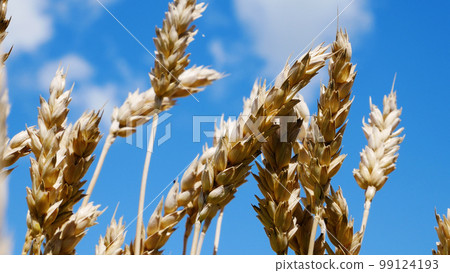 Ripe ears of wheat sway in the field against the blue sky and clouds 99124193