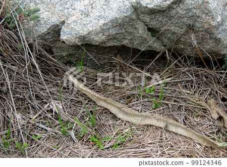 Shedding Snake Skin On A Dry Grass   99124346