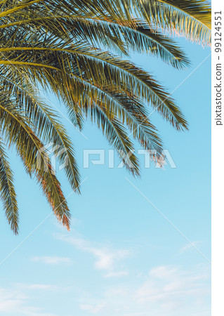 Tropical palm tree againt blue sky, copy space 99124551