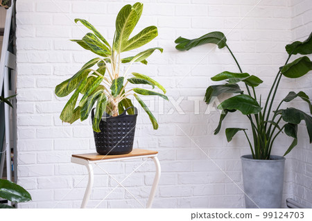 Aglaonema close-up in the interior on table. Houseplant Growing and caring for indoor plant, green home Aglaonema close-up in the interior on table. Houseplant Growing and caring for indoor plant, green home 99124703