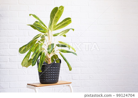 Aglaonema close-up in the interior on table. Houseplant Growing and caring for indoor plant, green home Aglaonema close-up in the interior on table. Houseplant Growing and caring for indoor plant, green home 99124704