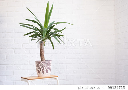 Dracaena palm yucca in interior on whtite brick wall. Potted house plants, green home decor, care and cultivation 99124715