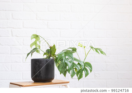 Monstera Minima Rhaphidophora TETRASPERMA close-up leaf in interior on whtite brick wall. Potted house plants, green home decor, care and cultivation 99124716