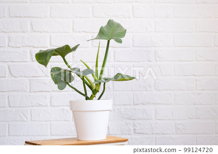 Sprouts for growing the popular philodendron aroid plant in a pot on a stand in interior on whtite brick wall. Potted house plants, green home decor, care and cultivation 99124720