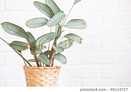 Ctenanthe Burle-Marxii Amagris in interior on whtite brick wall. Marantaceae Potted house plants, green home decor, care and cultivation Ctenanthe Burle-Marxii Amagris in interior on whtite brick wall. Marantaceae Potted house plants, green home decor, care and cultivation 99124727