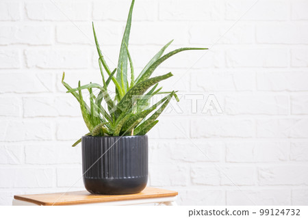 Aloe Vera is a useful medicinal plant in interior on whtite brick wall. Potted house plants, green home decor, care and cultivation 99124732