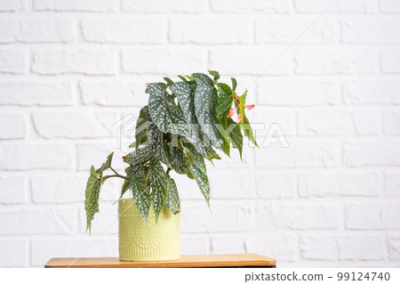 Home potted plant begonia angel wings snowstorm polka dot leaves decorative deciduous in interior on table of house. Hobbies in growing, greenhome 99124740