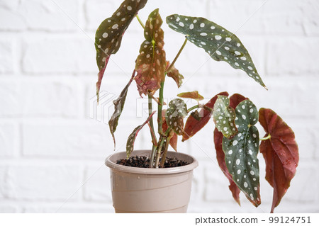 Home potted plant begonia maculata polka dot leaves decorative deciduous in interior on table of house. Hobbies in growing, greenhome 99124751