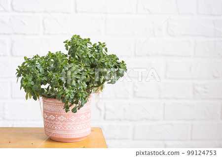 Aichryson tree of love close-up in the interior on whtite brick wall. Potted house plants, green home decor, care and cultivation Aichryson tree of love close-up in the interior on whtite brick wall. Potted house plants, green home decor, care and cultivation 99124753