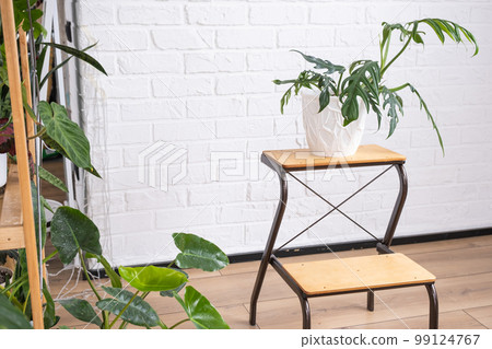 Elegant philodendron with carved leaves on a stand in interior on whtite brick wall. Potted house plants, green home decor, care and cultivation 99124767