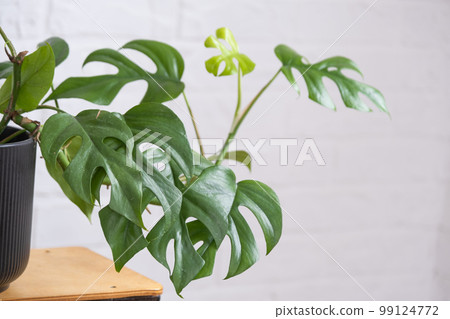 Monstera Minima Rhaphidophora TETRASPERMA close-up leaf in interior on whtite brick wall. Potted house plants, green home decor, care and cultivation 99124772