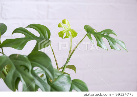 Monstera Minima Rhaphidophora TETRASPERMA close-up leaf in interior on whtite brick wall. Potted house plants, green home decor, care and cultivation 99124773