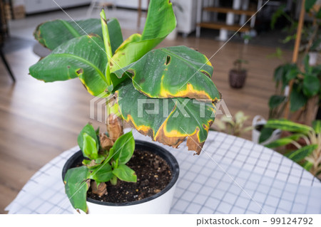 Problems in the cultivation of domestic plants Problems in cultivation of domestic plants Musa Banan - leaves leaves with yellow dry tips, wilted, affected by spider mite, overflow of plant, rotting Problems in the cultivation of domestic plants Problems in cultivation of domestic plants Musa Banan - leaves leaves with yellow dry tips, wilted, affected by spider mite, overflow of plant, rotting 99124792