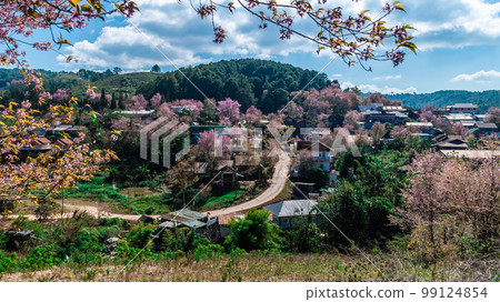 landscape of Beautiful Wild Himalayan Cherry Blooming pink Prunus cerasoides flowers at Phu Lom Lo Loei and Phitsanulok of Thailand 99124854