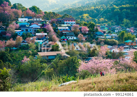 landscape of Beautiful Wild Himalayan Cherry Blooming pink Prunus cerasoides flowers at Phu Lom Lo Loei and Phitsanulok of Thailand 99124861