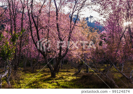 landscape of Beautiful Wild Himalayan Cherry Blooming pink Prunus cerasoides flowers at Phu Lom Lo Loei and Phitsanulok of Thailand landscape of Beautiful Wild Himalayan Cherry Blooming pink Prunus cerasoides flowers at Phu Lom Lo Loei and Phitsanulok of Thailand 99124874