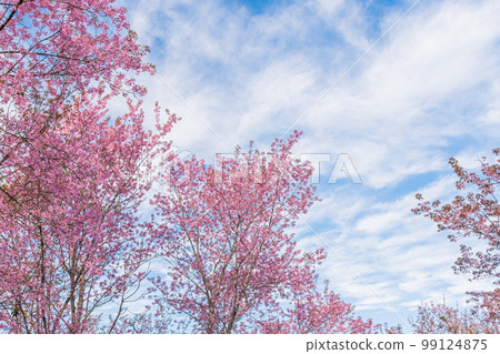 landscape of Beautiful Wild Himalayan Cherry Blooming pink Prunus cerasoides flowers at Phu Lom Lo Loei and Phitsanulok of Thailand landscape of Beautiful Wild Himalayan Cherry Blooming pink Prunus cerasoides flowers at Phu Lom Lo Loei and Phitsanulok of Thailand 99124875
