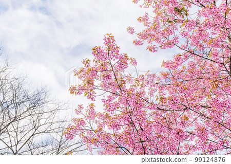 landscape of Beautiful Wild Himalayan Cherry Blooming pink Prunus cerasoides flowers at Phu Lom Lo Loei and Phitsanulok of Thailand landscape of Beautiful Wild Himalayan Cherry Blooming pink Prunus cerasoides flowers at Phu Lom Lo Loei and Phitsanulok of Thailand 99124876