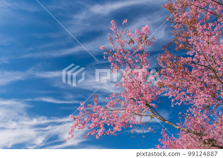 landscape of Beautiful Wild Himalayan Cherry Blooming pink Prunus cerasoides flowers at Phu Lom Lo Loei and Phitsanulok of Thailand landscape of Beautiful Wild Himalayan Cherry Blooming pink Prunus cerasoides flowers at Phu Lom Lo Loei and Phitsanulok of Thailand 99124887