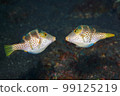 Valentines Puffers, Canthigaster valentini 99125219
