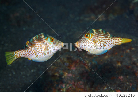 Valentines Puffers, Canthigaster valentini 99125219
