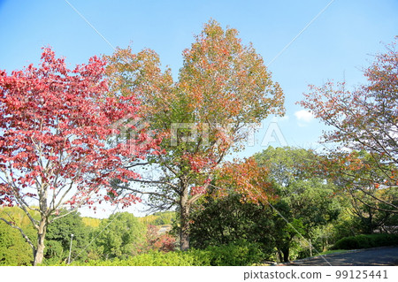 American sweetberry tree changing color 99125441