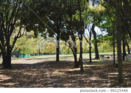 自然公園的風景 自然公園的風景 99125446