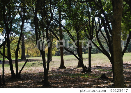 自然公園的風景 自然公園的風景 99125447