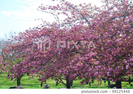 盛開的雙櫻花 盛開的雙櫻花 99125448