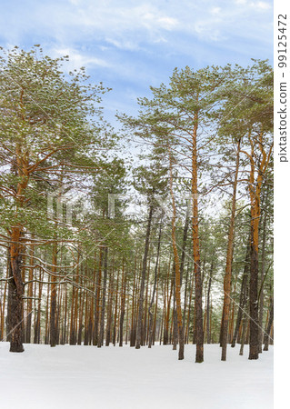 pine forest in winter against the blue sky pine forest in winter against the blue sky 99125472