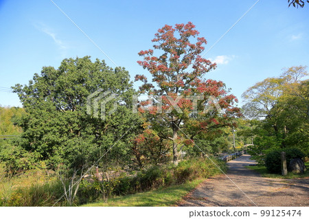 Colored Chinese tallow leaves 99125474