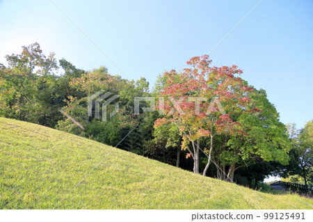 Colored Chinese tallow leaves 99125491