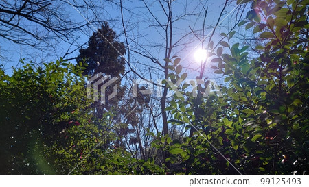 sunlit forest plants 99125493