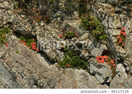 武庫川的岩石上茂盛生長的橙色杜鵑花很漂亮。 武庫川的岩石上茂盛生長的橙色杜鵑花很漂亮。 99125526