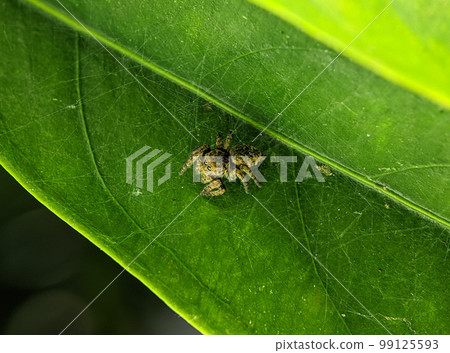 Jumping spider Euophrys frontalis. The Euophrys frontalis is a genus of jumping spiders of the family Salticidae. 99125593