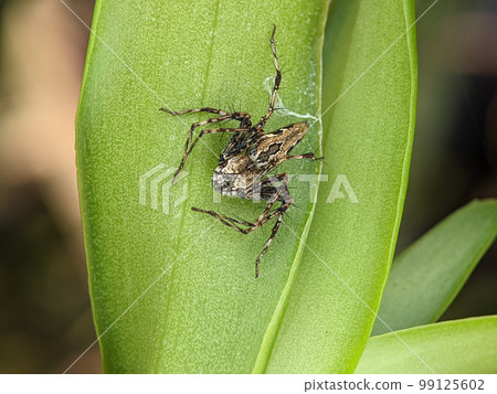Big jumping spider on a leaf getting ready to pounce on prey in the form of insects Big jumping spider on a leaf getting ready to pounce on prey in the form of insects 99125602