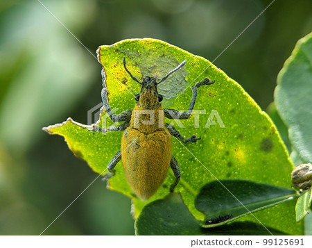 Yellow weevil on a green leaf. Weevil, a tiny beetle that does enormous damage to growing plants and stored grains. Yellow weevil on a green leaf. Weevil, a tiny beetle that does enormous damage to growing plants and stored grains. 99125691