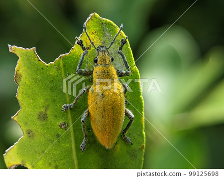 Yellow weevil on a green leaf. Weevil, a tiny beetle that does enormous damage to growing plants and stored grains. Yellow weevil on a green leaf. Weevil, a tiny beetle that does enormous damage to growing plants and stored grains. 99125698