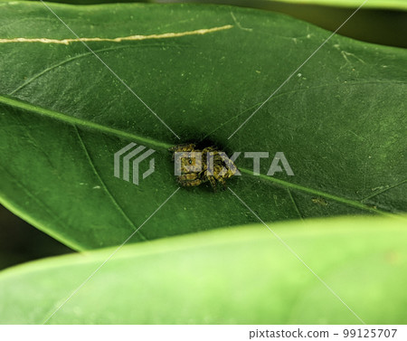 Jumping spider Euophrys frontalis. The Euophrys frontalis is a genus of jumping spiders of the family Salticidae. 99125707