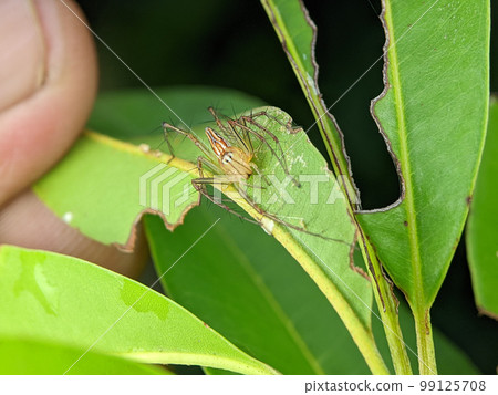 Closeup Striped lynx spider on a green leaf with nature background. 99125708