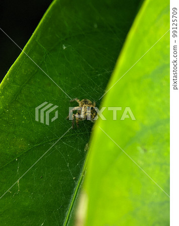 Jumping spider Euophrys frontalis. The Euophrys frontalis is a genus of jumping spiders of the family Salticidae. 99125709