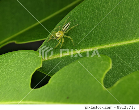 Telamonia is a genus of jumping spiders that was first described by Tamerlan Thorell in 1887. Telamonia is a genus of jumping spiders that was first described by Tamerlan Thorell in 1887. 99125715
