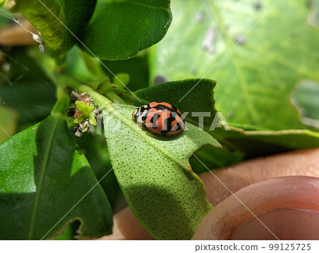 Close-up ladybird on a green leaf . 99125725