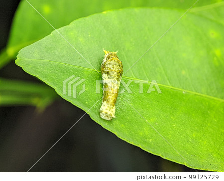 Close shot of the common mormon caterpillar on a green leaf. 99125729