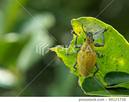 Yellow weevil on a green leaf. Weevil, a tiny beetle that does enormous damage to growing plants and stored grains. 99125736