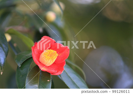 Yabutsubaki，紅色的花瓣，一朵花 99126011