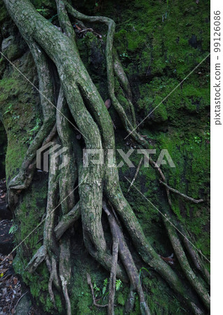 伊豆大島千族切割 99126086