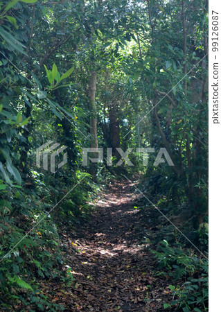 伊豆大島千族切割 99126087