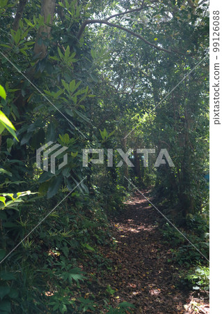 伊豆大島千族切割 99126088